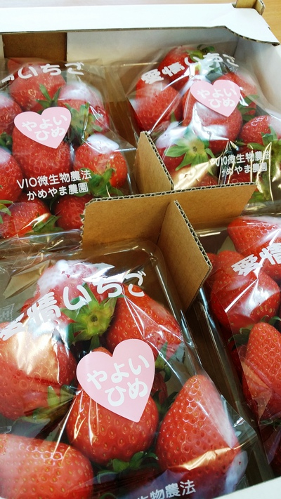 本日のワンコインクッキング＆愛情いちご入荷してますよ～♪