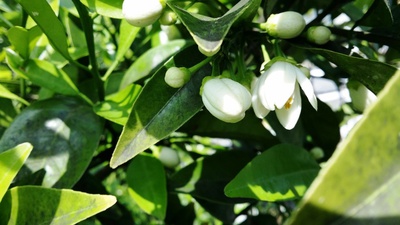 梅醤番茶 梅醤番茶