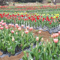 チューリップ祭り 2019/03/26 15:28:45