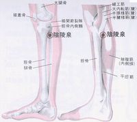 静脈瘤と足のむくみ