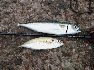 釣具の山下 ｇｗはサビキでアジ サバ 週末釣り情報