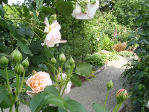 Open Garden @はーぶがーでん黄花樹 Open Garden @はーぶがーでん黄花樹