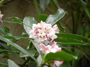 沈丁花