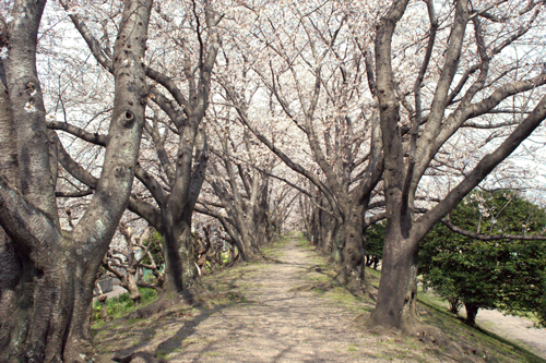 お花見速報2010