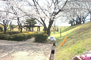 お花見速報2010