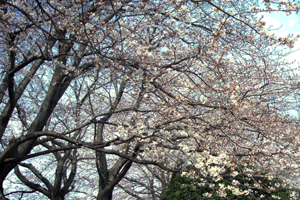 お花見速報2010