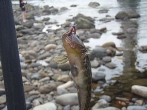 どんこ釣り~♪