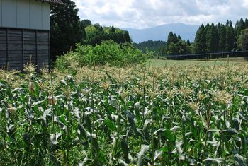 田舎の楽しみ~♪
