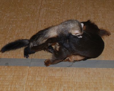 頑張れhanaちゃん♪