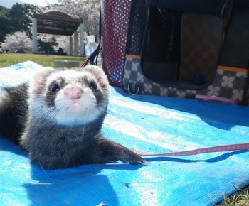 サクラ満開~♪