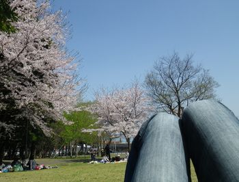 サクラ満開~♪