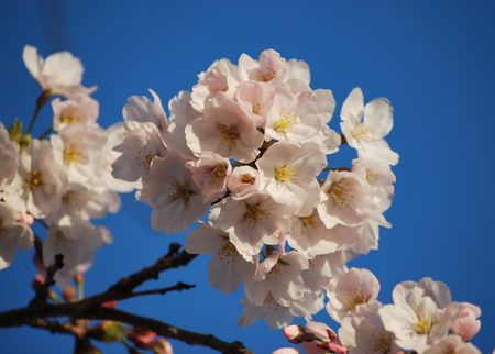 もうすぐ満開♪