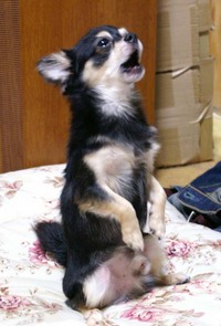 そろそろデビュー！