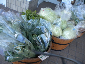 本日の野菜