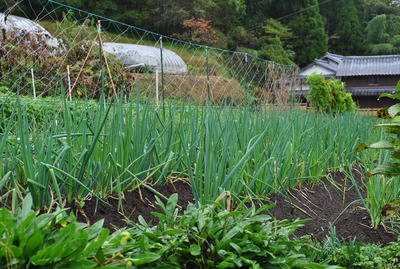 野菜畑見学