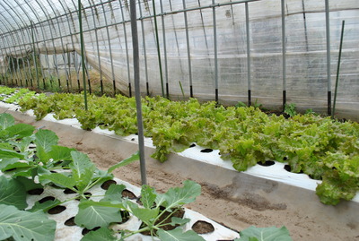 野菜畑見学