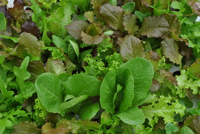 野菜畑見学