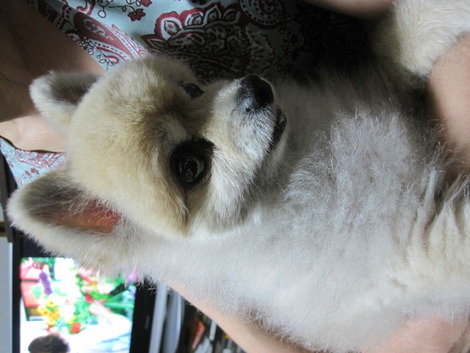 犬もデトックス