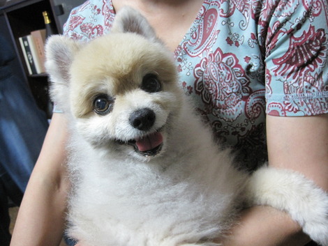 犬もデトックス