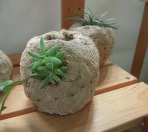 土の屋定期教室