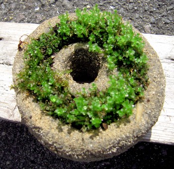 苔にも色々ありまして