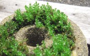 苔にも色々ありまして