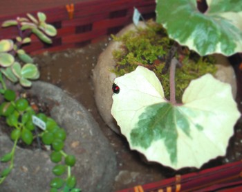 土の屋に春の虫