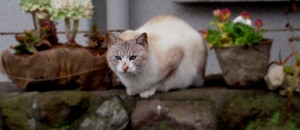猫と土球植木鉢。