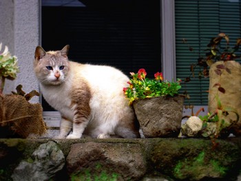 猫と土球植木鉢。