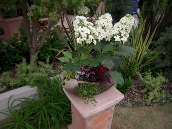グランド工房と土球植木鉢