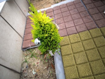 雑草対策のお仕事に行ってきました。