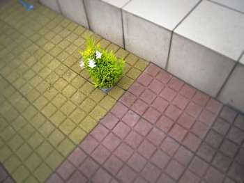 雑草対策のお仕事に行ってきました。