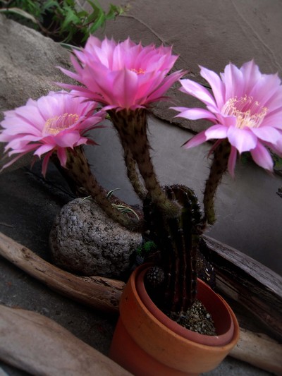 満開!サボテンの花