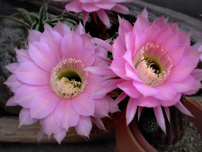 満開!サボテンの花