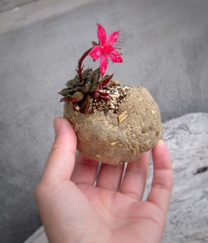 土球　×　多肉植物のお花