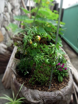 土の屋産夏野菜