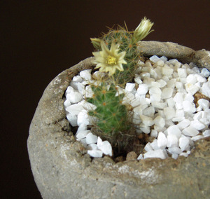 サボテンの花
