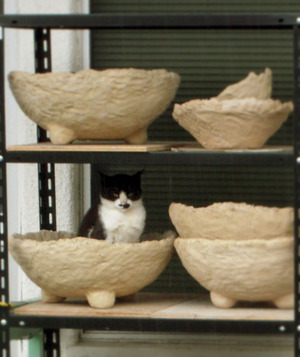 ネコ、鉢に入る。