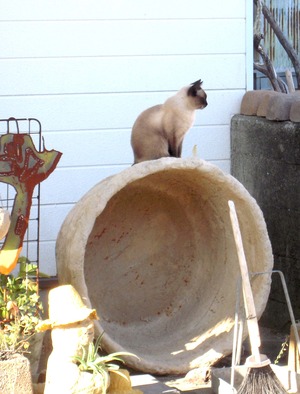 ねこ!ねこ!ねこ!