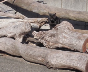 ねこ!ねこ!ねこ!