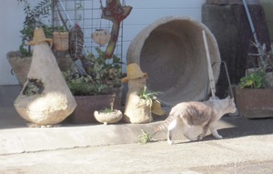 ねこ!ねこ!ねこ!