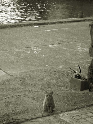 家政婦 ねこ!