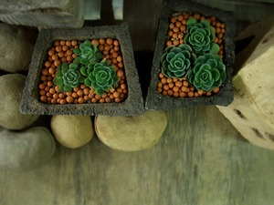Aeonium