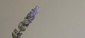 ラベンダーの蜜の味