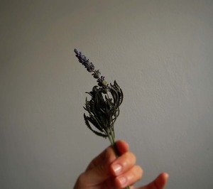 ラベンダーの蜜の味
