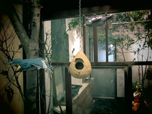鳥の街@Country Market