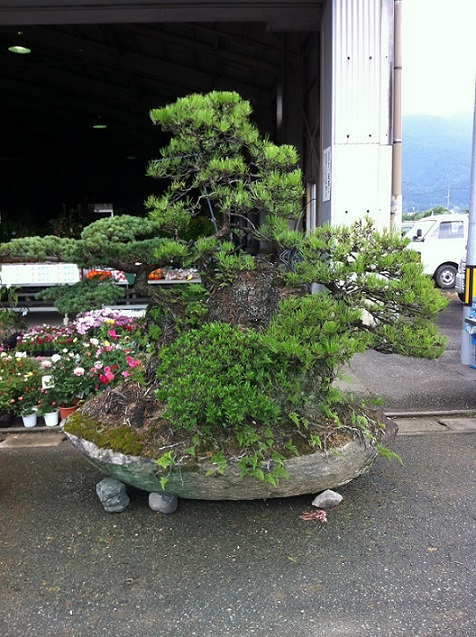 植木市場3