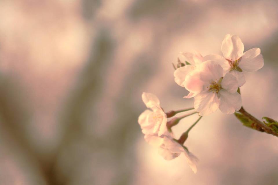 3月29日(日)BB大分花見 3月29日(日)BB大分花見