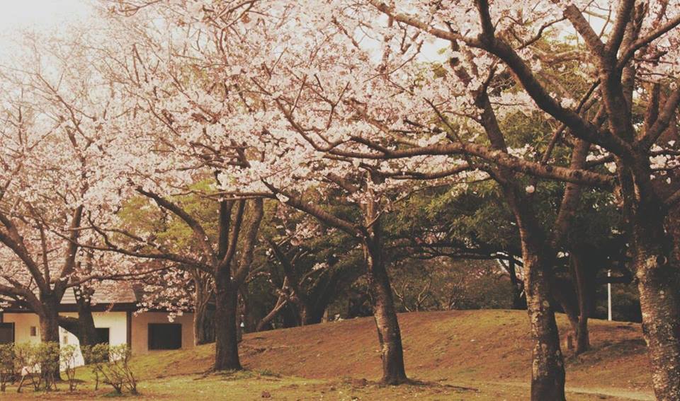 3月29日(日)BB大分花見 3月29日(日)BB大分花見