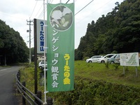ハンゲショウ観賞会